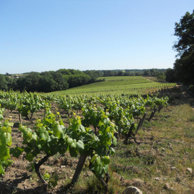 Muscadet