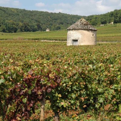 Côte De Nuits